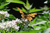 Polygonia c-album